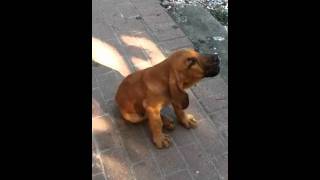 Bloodhound puppy howling to goose call [upl. by Sax952]