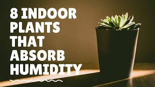 8 Indoor Plants That Absorb Humidity [upl. by Helms405]