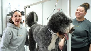 Dog Grooming 10 Beginner MISTAKES to Avoid [upl. by Nnylrahc]