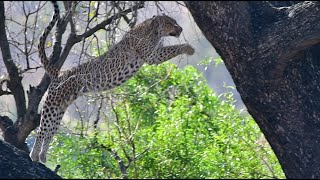 Leaping Leopard a splendid moment on safari in Kruger National Park [upl. by Ozan]