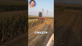 Corn Crop Harvesting shorts agriculture agricofarm youtubeshorts [upl. by Eddy]