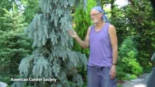 Colorado Spruce  Picea pungens The Blues American Conifer Society [upl. by Constantine]