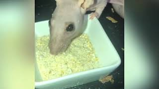 Cricket snack for rats [upl. by Glad]