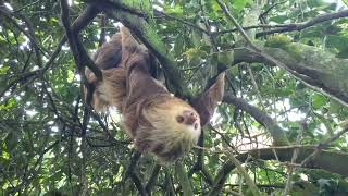 TwoToed Sloth 🦥 Costa Rica [upl. by Fleurette]