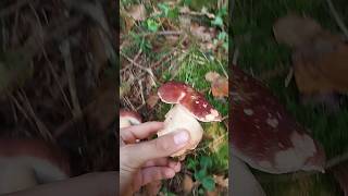 Buen BOLETUS PINICOLA boletus funghi porcini seta cogumelo mushroom ciuperci pilze [upl. by Sanjiv]