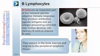 Rapid Learning Hematology  Normal Hematopoietic Processes [upl. by Ila]