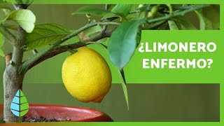 PLAGAS y ENFERMEDADES del LIMONERO 🦟🍋 Cómo Combatirlas [upl. by Spark]