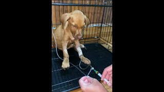 treat puppy infected parvo virus​ [upl. by Ognimod]