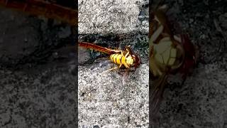 Wasp vs Dragonfly again 🙀😮🙀 animal wildlife wasp dragonfly nature fighting survival sad [upl. by Yenahpets823]