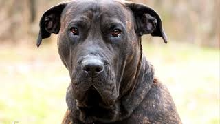 Mastiff quotBlossomquot for adoption at waltonpetsnet [upl. by Zenobia]