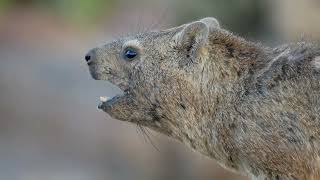 Rock Hyrax Procavia capensis  Augrabies Falls South Africa 22112017 [upl. by Lednyk562]