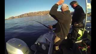 Team Flatfisk kveite 104 kg Halibut fishing [upl. by Laden]