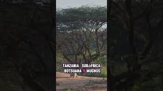 El Ciclo de la Vida en la Sabana Africana Depredadores y Presas sabana africa safari [upl. by Orvah]