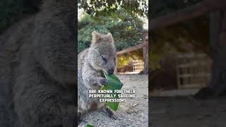 The happiest animals in the world Quokka [upl. by Ursi]