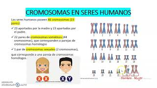 LOS CROMOSOMAS EN SERES HUMANOS [upl. by Angelica741]