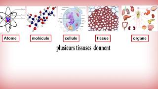 cest quoi la biologie  les notions de base de la biologiecelldelning Biologi  Studise [upl. by Arateehc39]