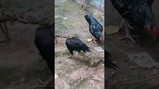 aseelbirds black miawaliaseel short myyoutubechannel viralvideo rooster 30 July 2024 [upl. by Ahcrop]