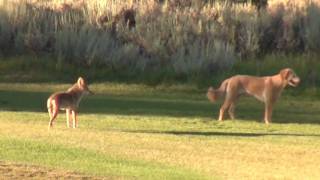 Coyote and Dog [upl. by Aleka204]