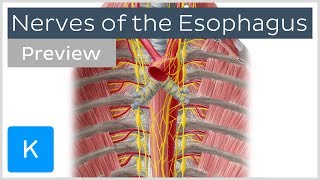 Nerves of the esophagus preview  Human Anatomy  Kenhub [upl. by Seely]