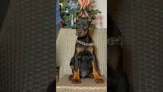 European Doberman puppy nightmaredobermans venomkennels dog puppy [upl. by Laetitia437]