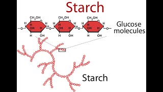 Discussion on Starch  Definition structure Functions Digestion Utilization Industrial uses [upl. by Akcired888]