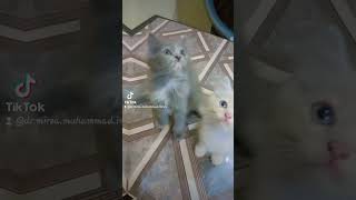 Kitten deworming at age of 2 months  cute creature of Allah playful kittensDrMirza Muhammad Imran [upl. by Nnuahs]