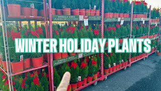 Home Depot New 2024 Red Container Holiday Plants🌳Shop With Me🛒 [upl. by Arob]