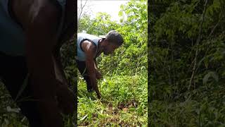 Harvesting cassava part 376 shorts farming cassava nature cassavaroots cassavafarming [upl. by Eerb]