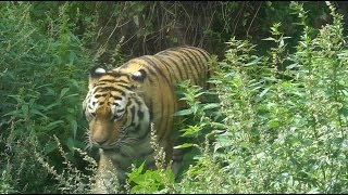 Tiergarten Schönbrunn  Vienna Zoo [upl. by Nichani604]