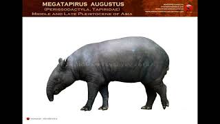 PALEOPEDIA 167 Tapirus AugustusTapir gigante [upl. by Enialem]