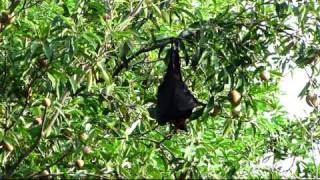 Philippine Giant Goldencrowned Flying Fox [upl. by Novi]