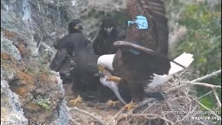 West End Cam Koa claims and mantles the prey 04292024 Exploreorg [upl. by Perkins950]