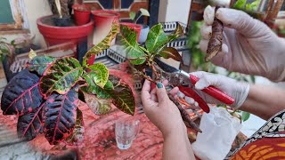 How to Grow Croton by Cuttings  Propagation of Choron Plant by Cuttings  Fun Gardening [upl. by Adlez]