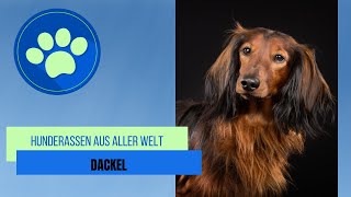 Dackel [upl. by Aik332]