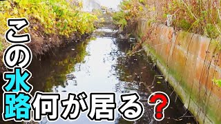 水田の用水路にいる魚探し [upl. by Claud]