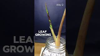 Rare plant growjng for 2 weeks  TIME LAPSE [upl. by Adnalra]