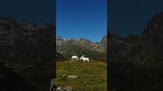 SilvrettaBielerhöhe im Montafon  Vorarlberg [upl. by Munn239]