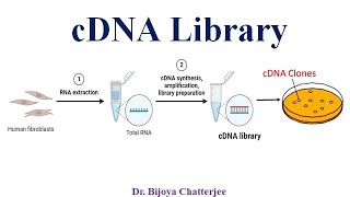 cDNA Library [upl. by Amend838]