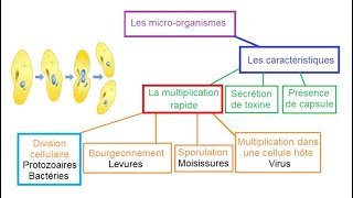 Les microbes ou microorganismes SVT 3AC [upl. by Elokkin]