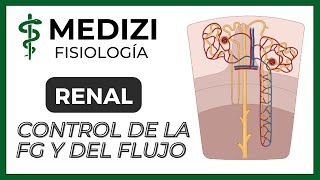 Fisiología Renal  Control de la Filtración glomerular y flujo sanguíneo IGdoctorpaiva [upl. by Ednil]