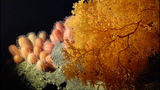 Ecosystems of Importance  Seamounts of the SE Pacific  Week 5 [upl. by Dorfman485]