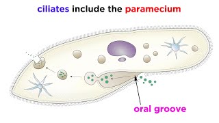 Unicellular Life Part 2 Archaea and Protists [upl. by Mandal]