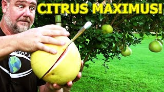 I Grew the BIGGEST CITRUS Fruit in the WORLD  Pomelo [upl. by Htebilil218]