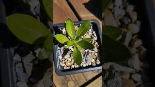 Pachypodium brevicaule ssp leucoxanthum🌱 fromseed garden gardening greenhouse plant succulents [upl. by Nauqes]