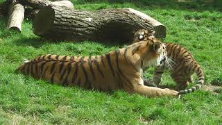 Zoo Hannover Sibirische Tiger [upl. by Maddox]