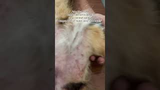 dermatitis alergic kucing kutukucing groomingkutudermatitis [upl. by Yedrahs]