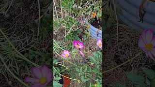 Cleaning Up Flower Beds The Lazy Way gardeningtips flowergarden gardencleanup lazyway easy [upl. by Wera]