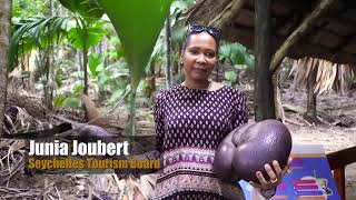 Coco de Mer Kelapa dari Seychelles Berbentuk Bokong [upl. by Ailehpo]