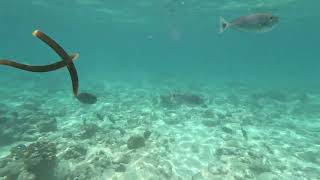 Snorkeling the Maldives Encounter Diverse Fish Species [upl. by Stevie]