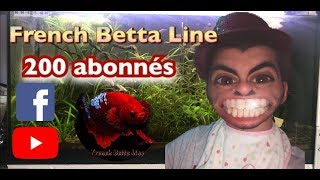 200 Abonnés  Je réponds a vos questions speciales Betta Splendens Combattant [upl. by Leighton797]